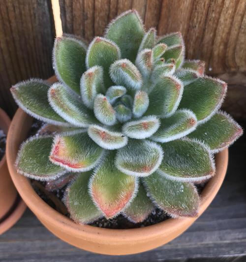Plants with Soft Leaves