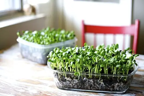 Vegetables You Can Harvest Indoors Year Round 4