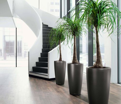 Perfect Hotel Plants You Can Grow in Your Home 4