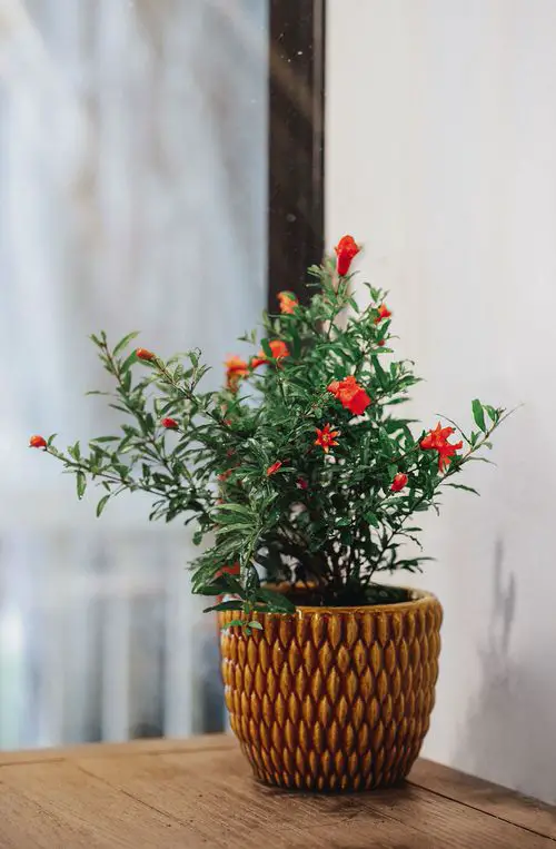 Indoor Fruit Tree Pictures for Inspiration 5