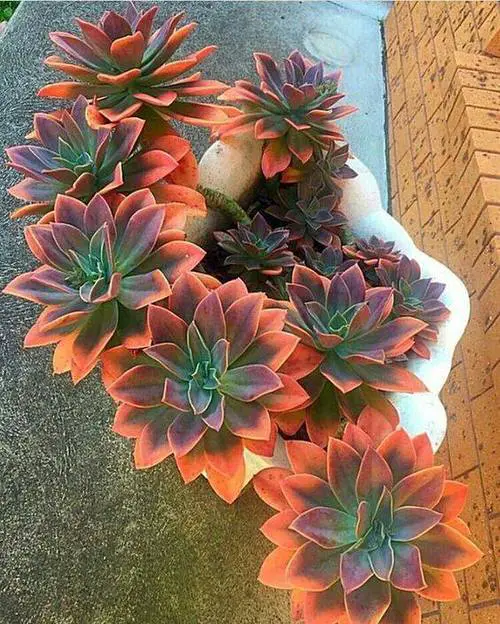 Orange Houseplants 6