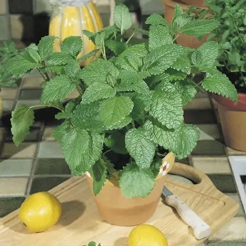 Herbs for Cough and Cold