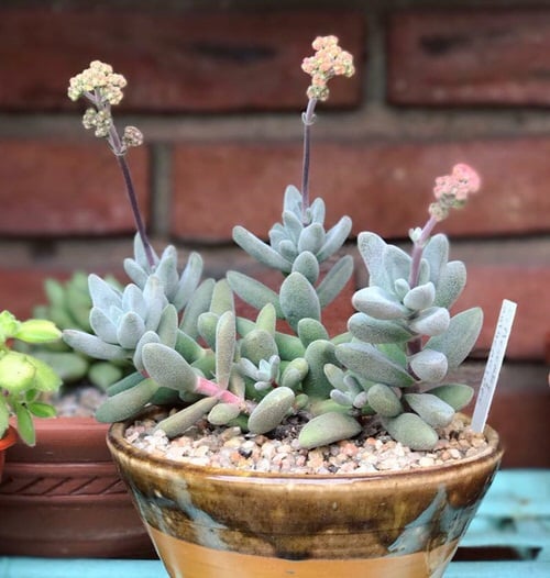 Namaqua Crassula Plants with Soft Leaves