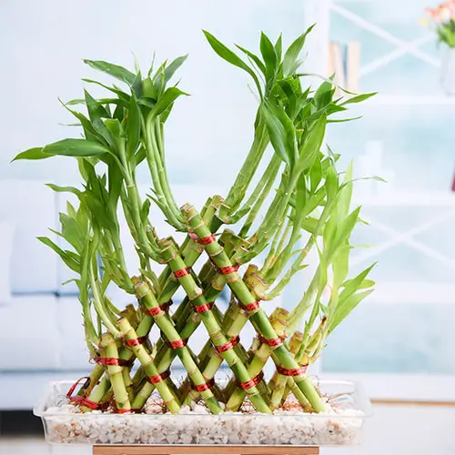 Famous Lucky Bamboo Styles & Varieties 6