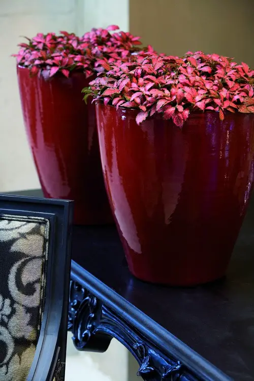 top Indoor Rainbow-Flowered Plants