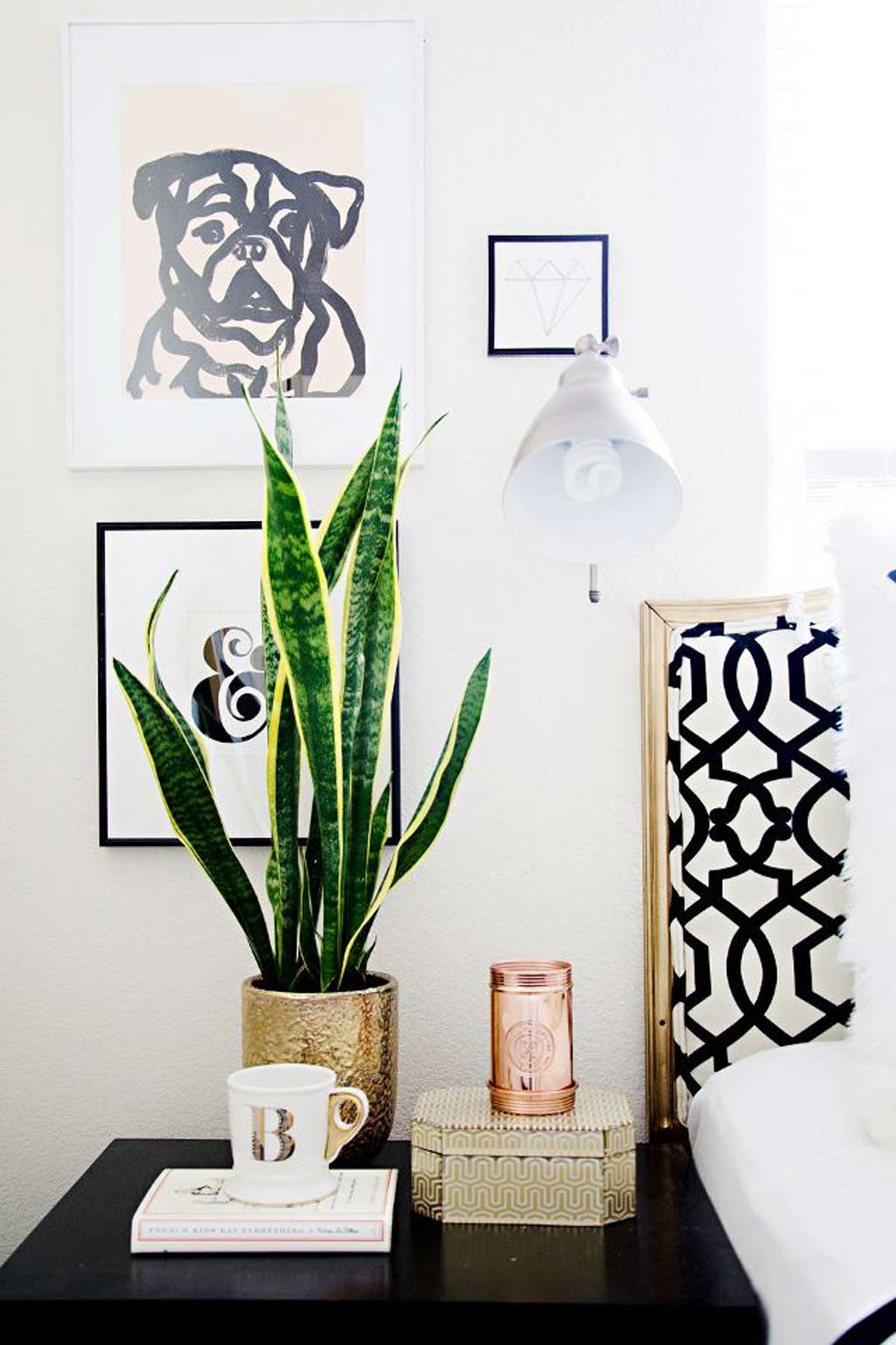 Snake Plant in Pot on table