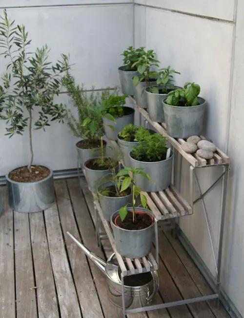 Edible Balcony Garden Pictures for Ideas 3