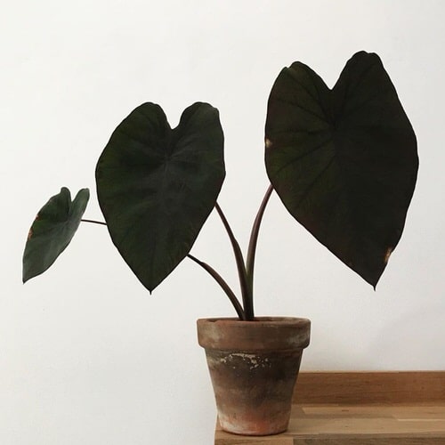 Outdoor Plants that Can be Grown as Indoor Plants 5
