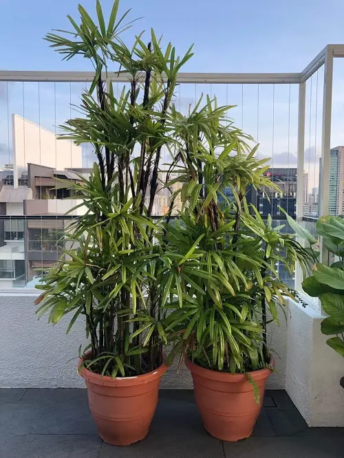 Perfect Hotel Plants You Can Grow in Your Home 5