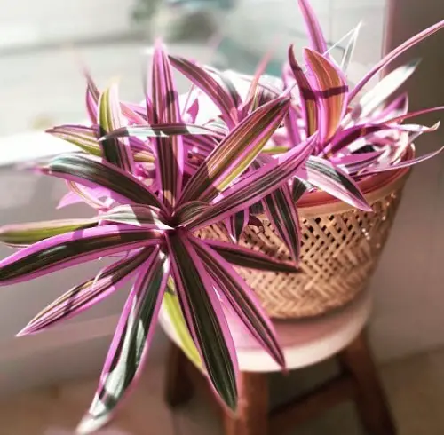 Indoor Rainbow-Flowered Plants
