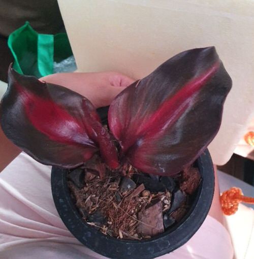 Red Heart Shaped Indoor Plants 5