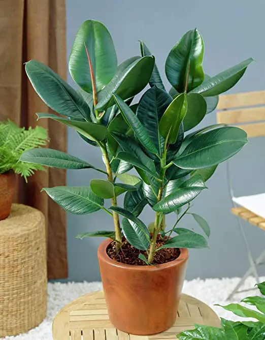 Lucky Plants and Flowers 5