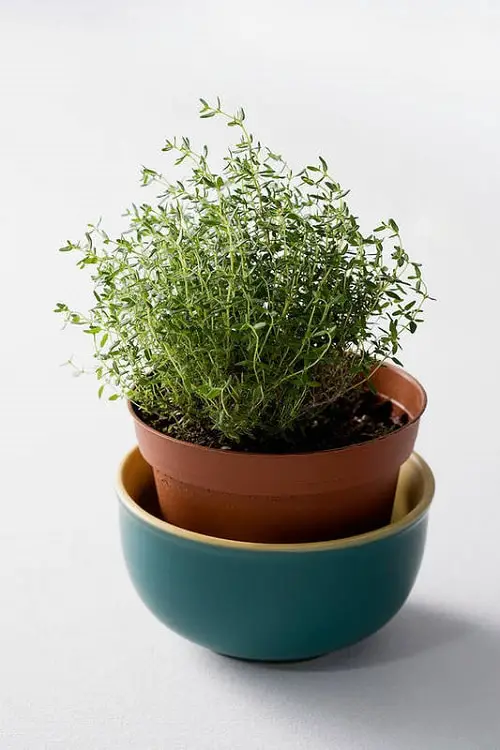 Herbs You Can Grow for Cough and Cold 