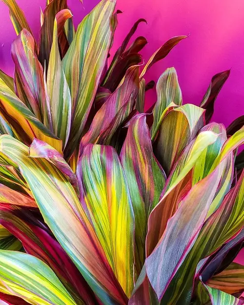 Indoor Plants with Rainbow Foliage