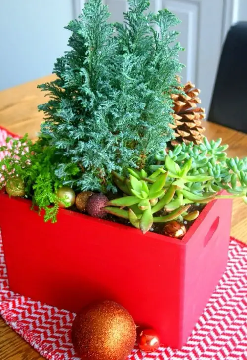 DIY Plant Gift Ideas for Christmas 7