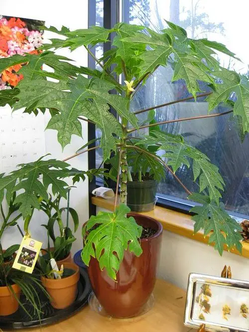 Indoor Fruit Tree Pictures for Inspiration 6