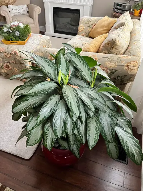 Classy Silver Leaf Houseplants 4