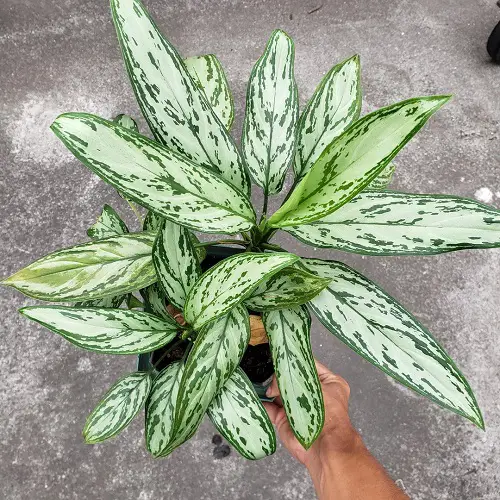 Beautiful Outdoor Plants