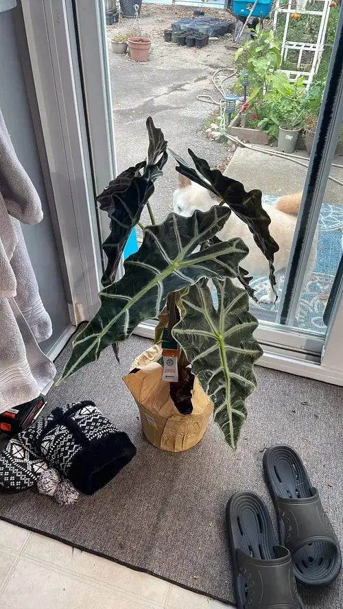 Classy Silver Leaf Houseplants 3