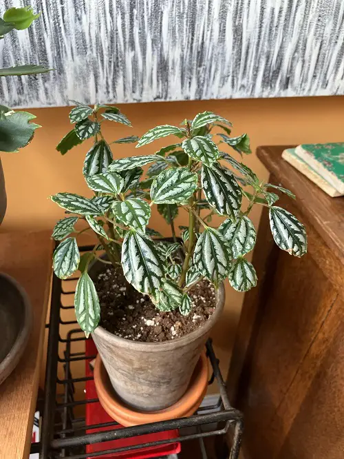 Indoor Silver Leaf Plants