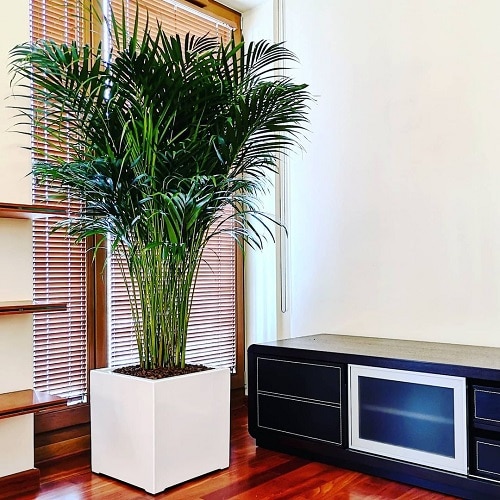 Best Air Purifying Indoor Plants According to an Indian Study