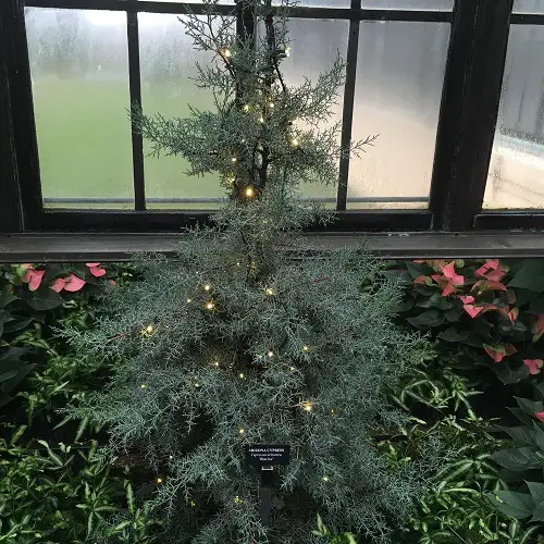 Houseplants That Can Serve as Alternatives to Christmas Trees