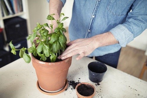 Vegetables You Can Harvest Indoors Year Round 5