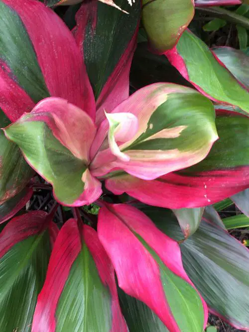 Gorgeous Indoor Cordyline Types