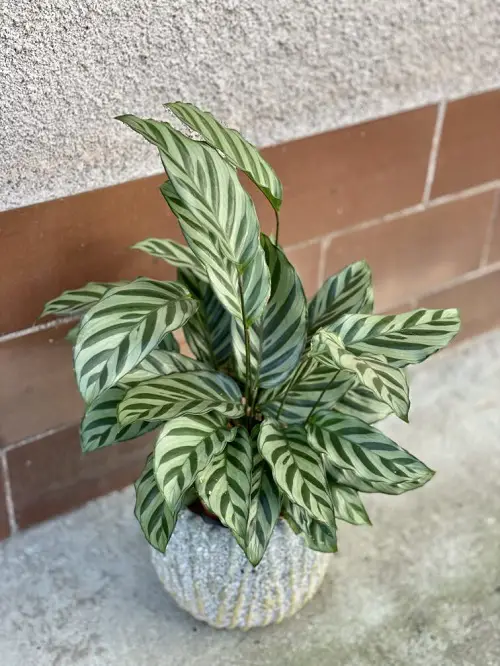 Indoor Silver Leaf Plants 4