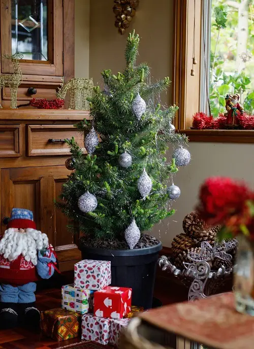 best Houseplants That Can Serve as Alternatives to Christmas Trees