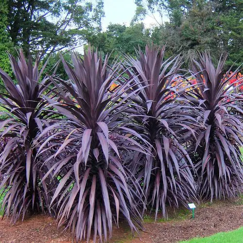 best lovely indoor varieties of cordyline