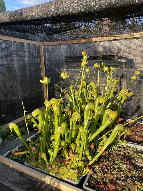 Funny Looking Plants That Look So Weird 20