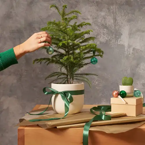 Indoor Plants That Can Serve as Alternatives to Christmas Trees