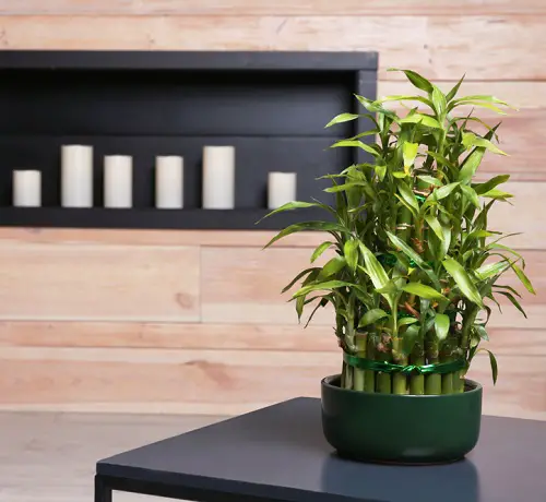 Cute Small Indoor Plants
