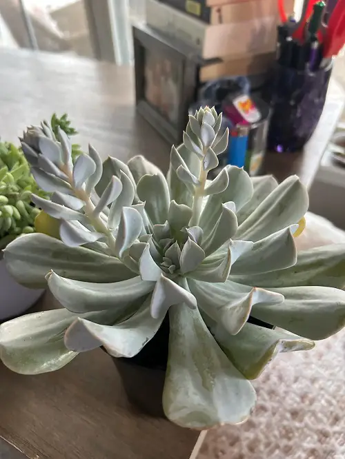 Topsy Turvy Echeveria