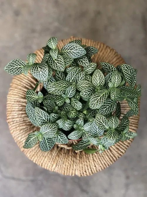 Beautiful Outdoor Plants 2