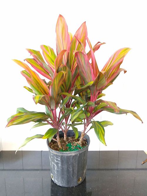Beautiful Cordyline Varieties 9