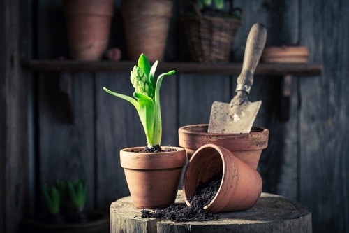 Best Tips to Correctly Pot Indoor Plants 2
