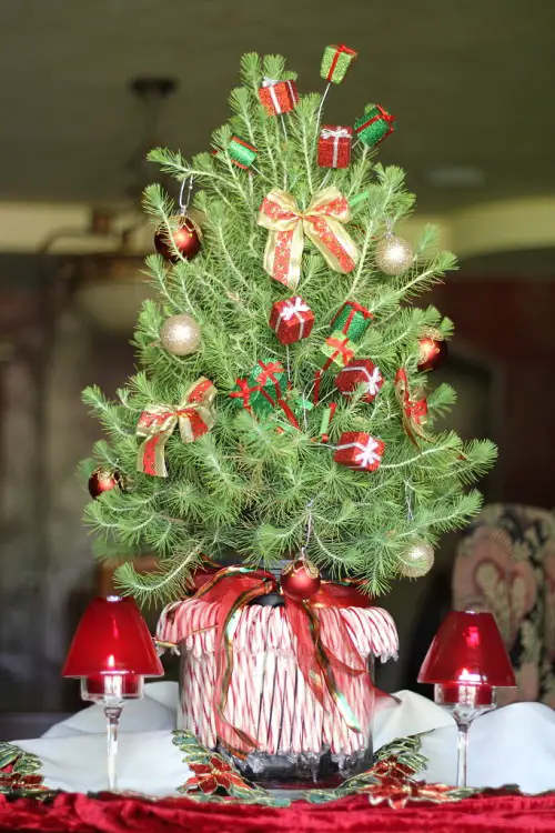 best Houseplants That Can be Used as Christmas Tree Alternatives