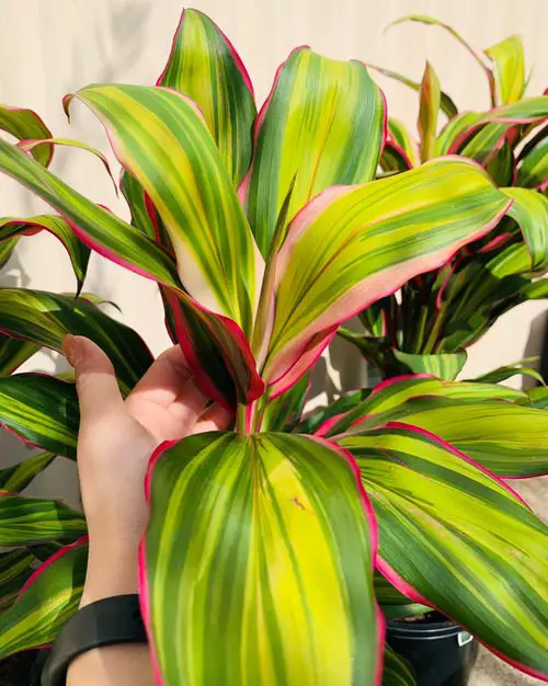 lovely Indoor Cordyline Types