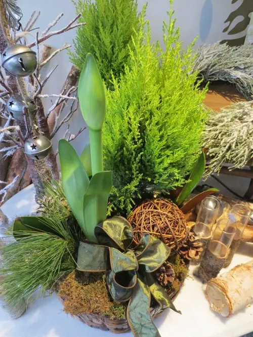 plant That Can be Used as Christmas Tree Alternatives