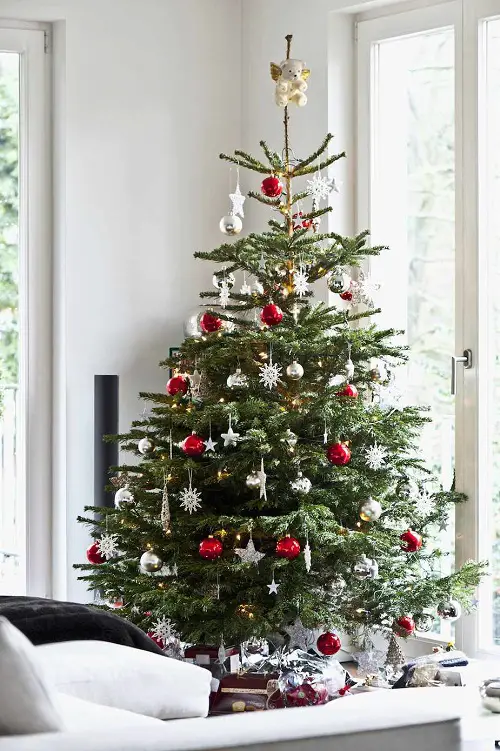 top Houseplants That Can be Used as Christmas Tree Alternatives