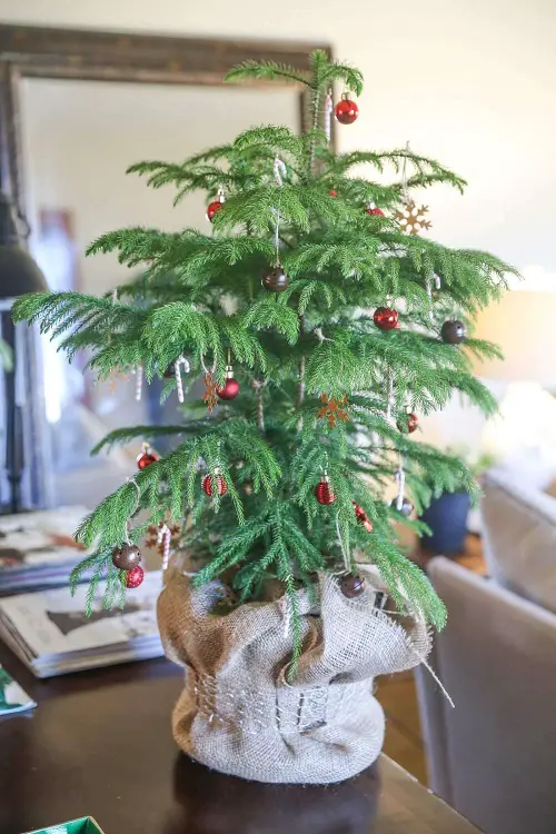 Houseplants That Can be Used as Christmas Tree Alternatives