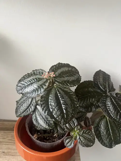Beautiful Indoor Plants 2