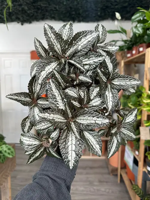 Indoor Silver Leaf Plants 2