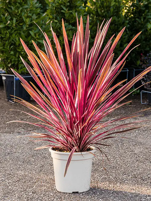Beautiful Cordyline Varieties