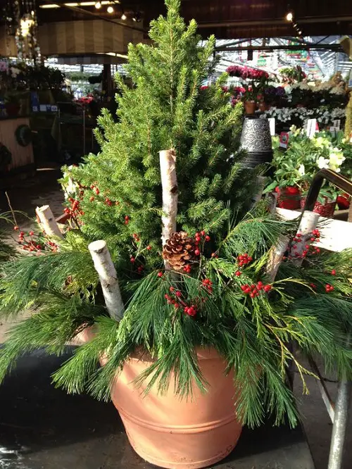 Dwarf Alberta Spruce