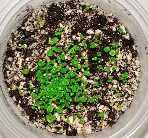 Growing African Violets from Leaves 2