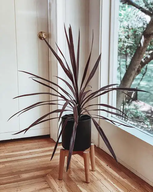 Beautiful Cordyline Varieties
