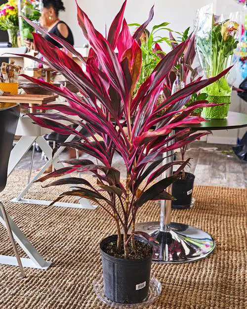 Indoor Cordyline Varieties